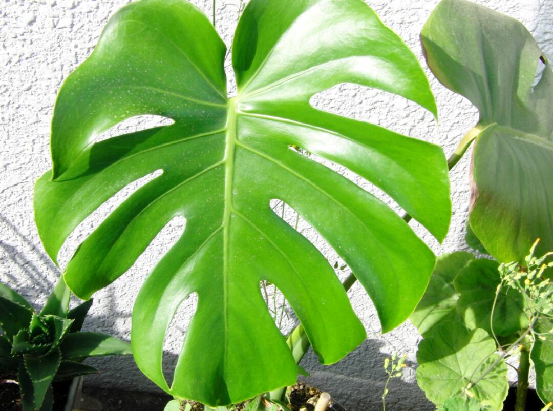 お風呂のインテリア フェイクの観葉植物なら手間知らず