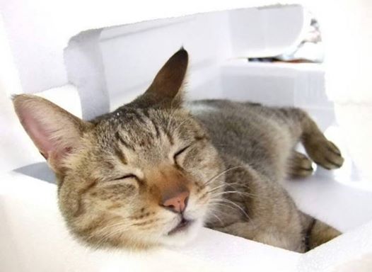 夏と冬の寝室は温度と湿度を調節して眠りの質を高めましょう