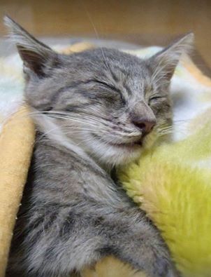上質な眠りを得るためのインテリアカラーは「青」です