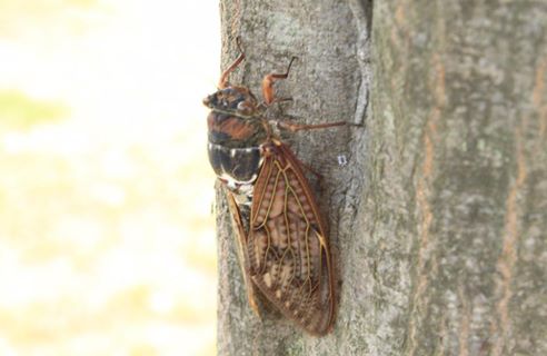 昆虫は人間には見えない「紫外線」が見えています