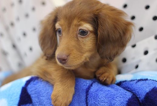 愛犬と暮らすためのフローリング選び